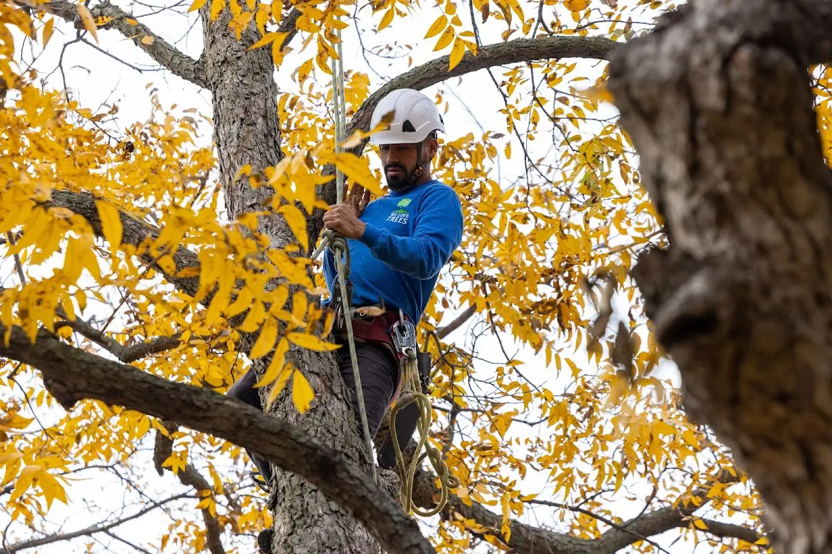 Skilled Tree Planting crew working in Santa Clara