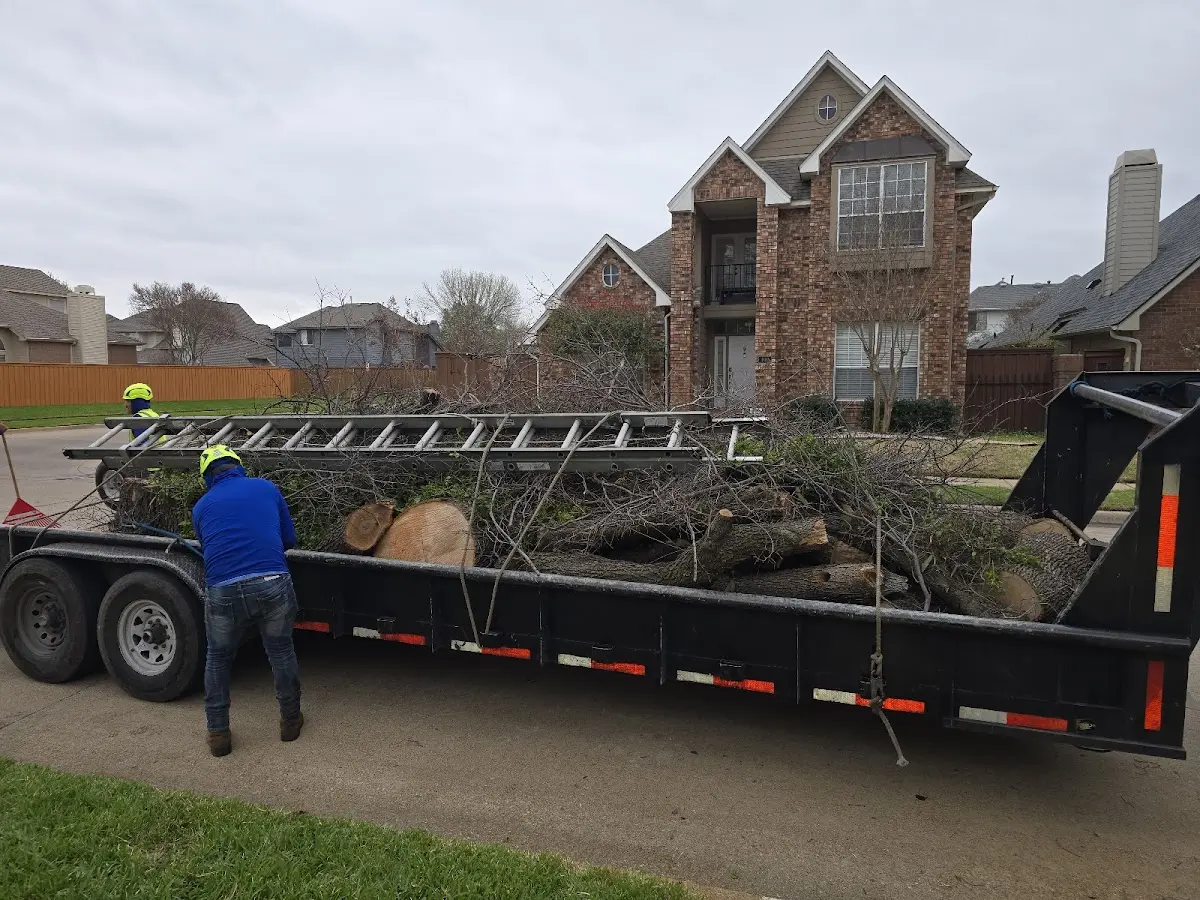 Expert Tree Fertilization with proper safety equipment in Santa Clara